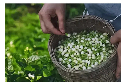 Dried Jasmine Flower Tea